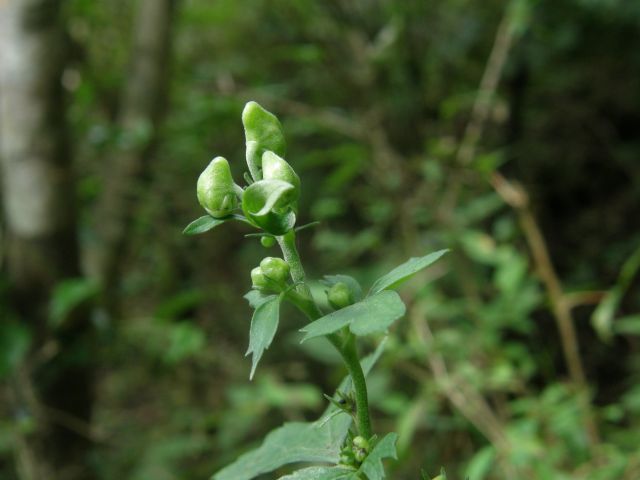 c0042869_2014358.jpg