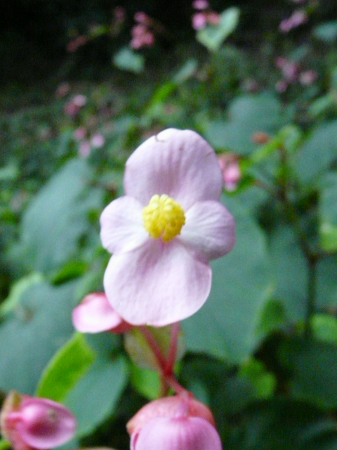 e0145782_18113961.jpg
