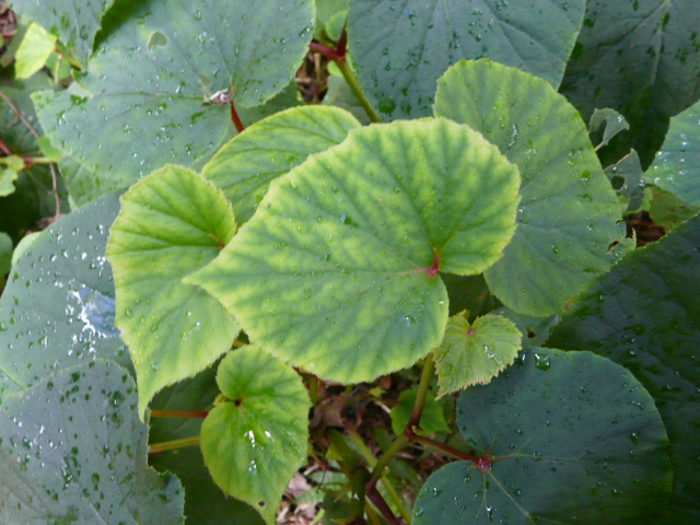 e0145782_1811881.jpg