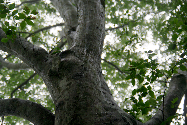 a0053783_7284874.jpg