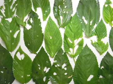 f0229926_2032541.jpg