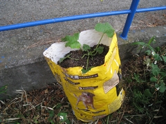 c0134734_1745237.jpg