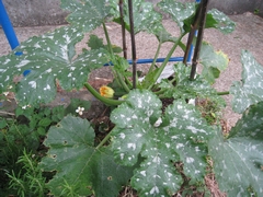c0134734_175548.jpg