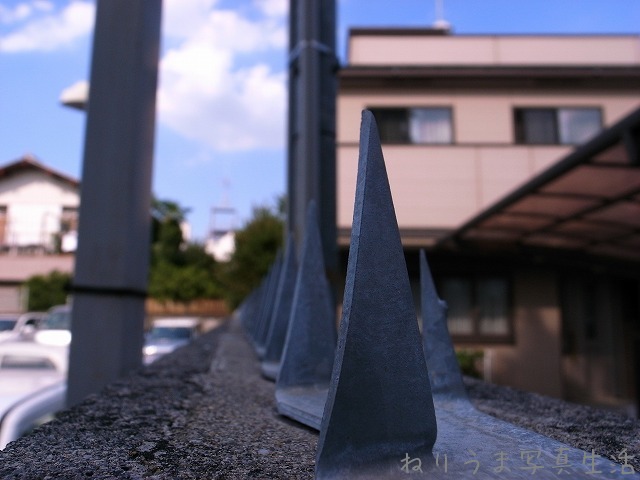 a0009142_174988.jpg