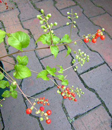 a0001354_20445790.jpg