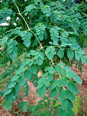 f0205857_13304489.jpg