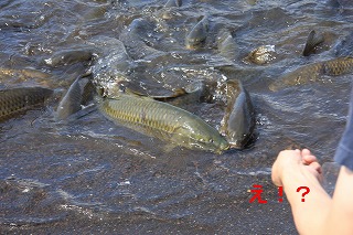 e0121589_22231518.jpg