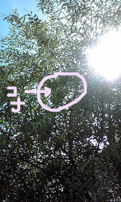 c0206596_2025226.jpg
