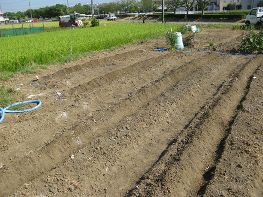 e0065906_1151753.jpg