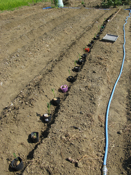 e0065906_11532446.jpg