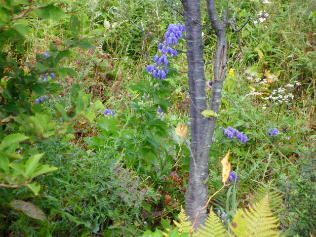 d0170615_9542033.jpg