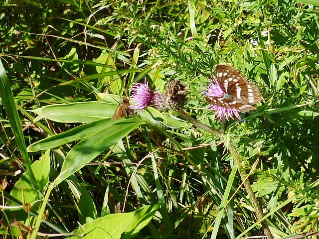 d0170615_9584887.jpg