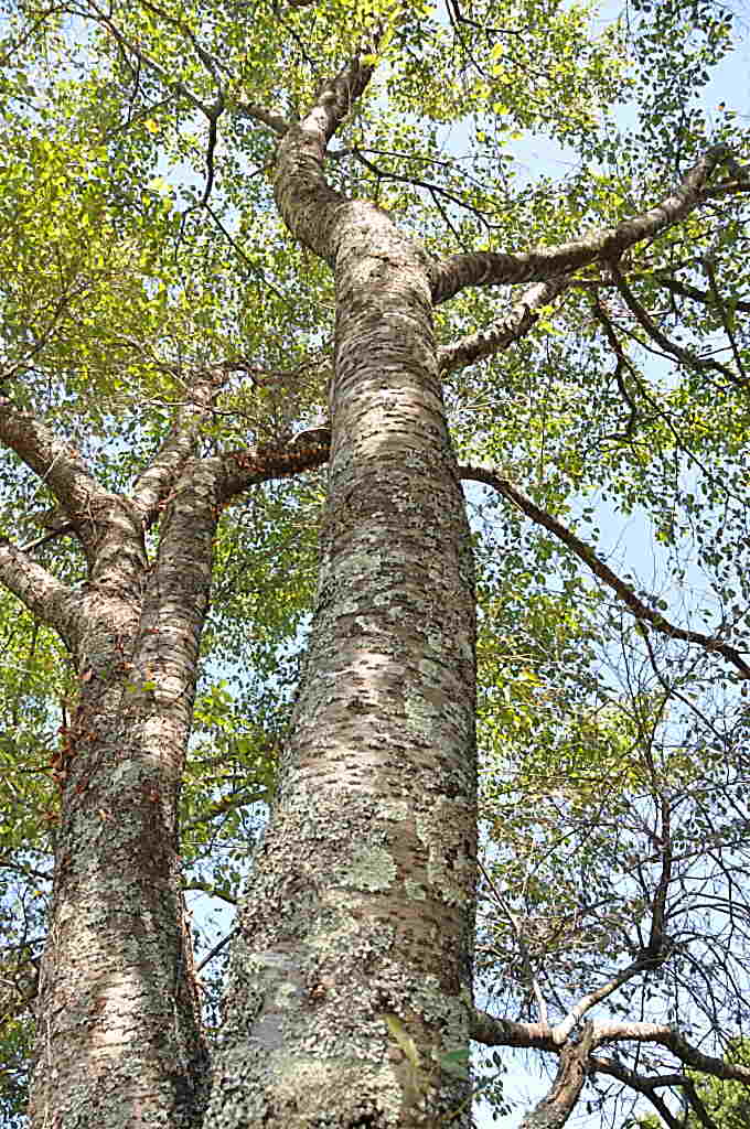 b0129533_203517.jpg