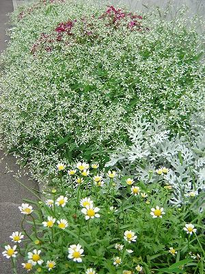 f0205733_935827.jpg