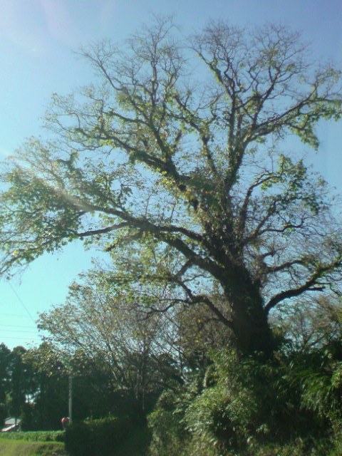 c0189747_11384518.jpg