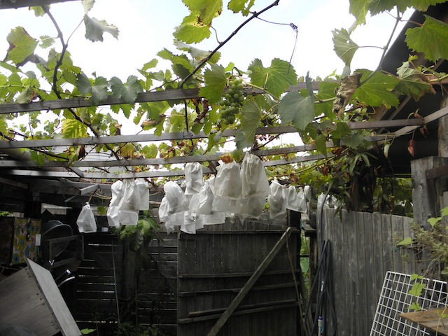 f0201157_8195848.jpg