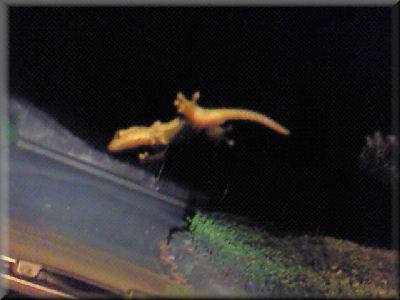 e0099375_738057.jpg