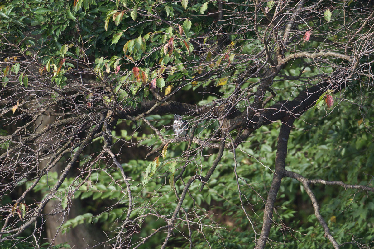b0180476_2344248.jpg
