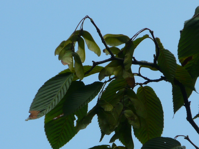 e0145782_17324658.jpg