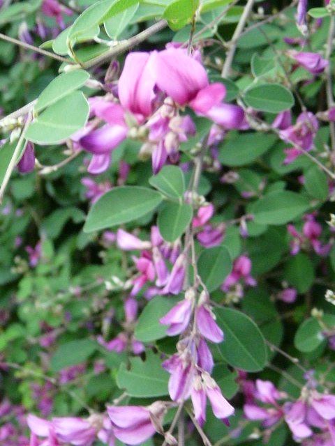 e0145782_1732498.jpg