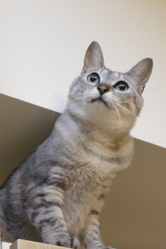 毎日更新するほうが大事だと思う お嬢さん