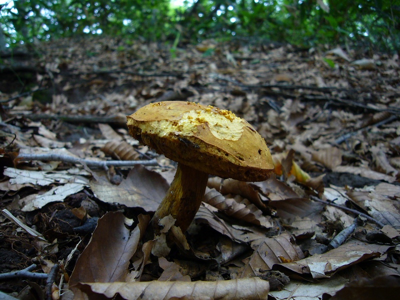 b0050305_8254069.jpg