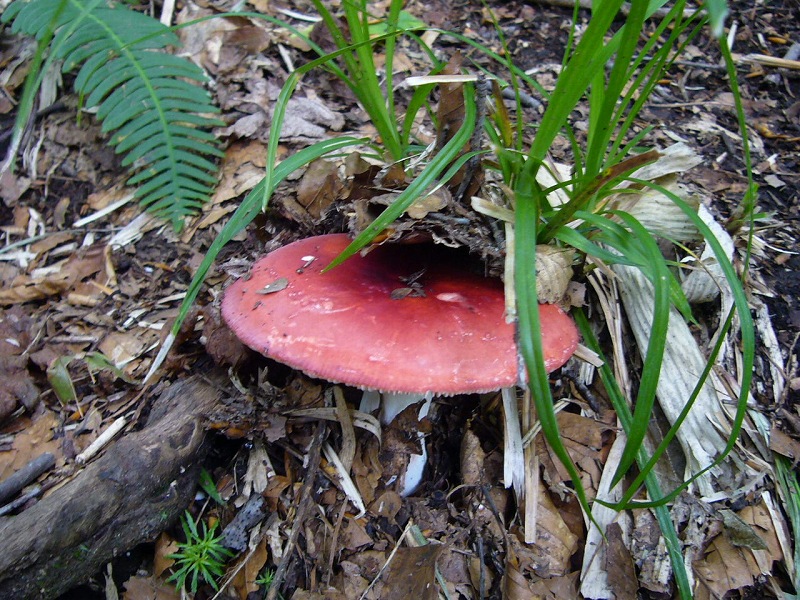 b0050305_8254767.jpg