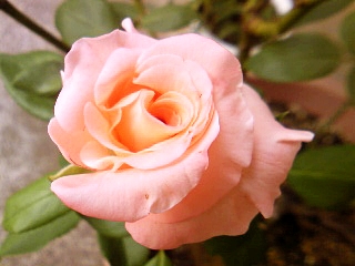 e0098908_2126731.jpg