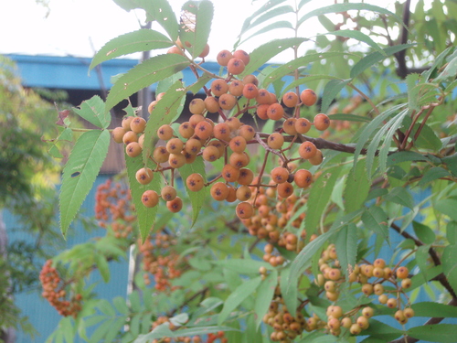 b0198109_22212657.jpg