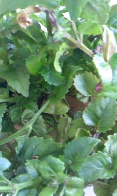 d0024220_12205175.jpg