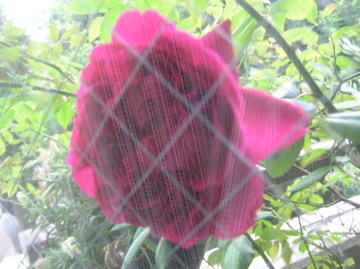 f0128723_156322.jpg