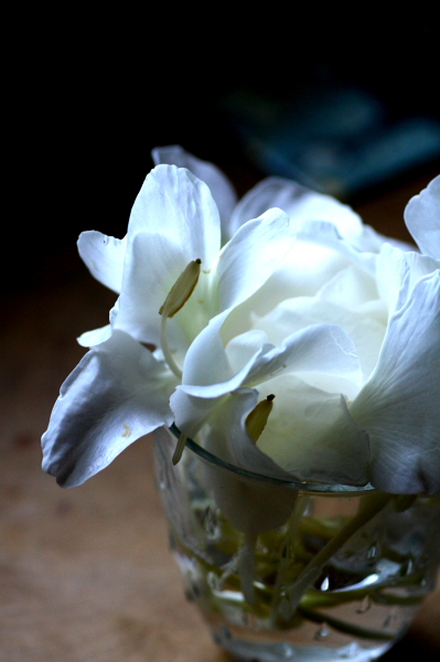 b0042527_8185468.jpg