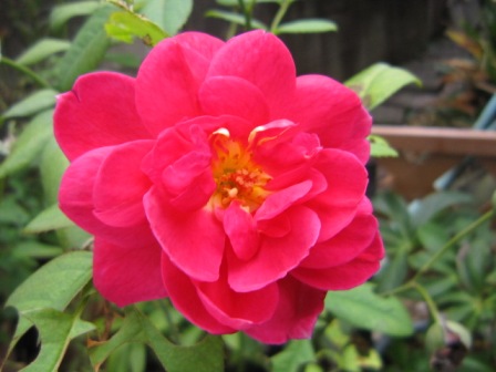 c0025140_18433546.jpg