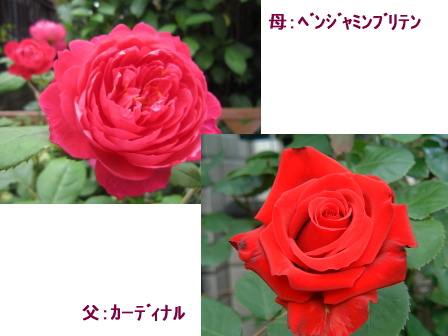 c0025140_18444178.jpg