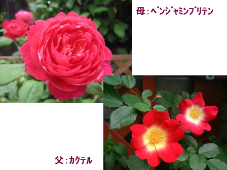 c0025140_18533783.jpg