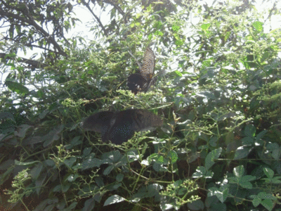 f0031546_103909.gif