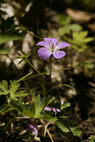 e0054067_1739687.jpg