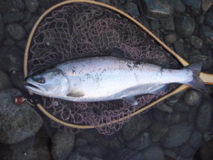 c0146788_11173020.jpg