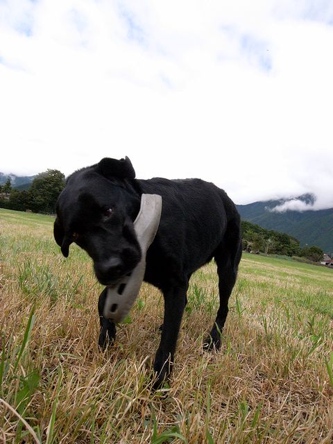 a0093592_1624272.jpg