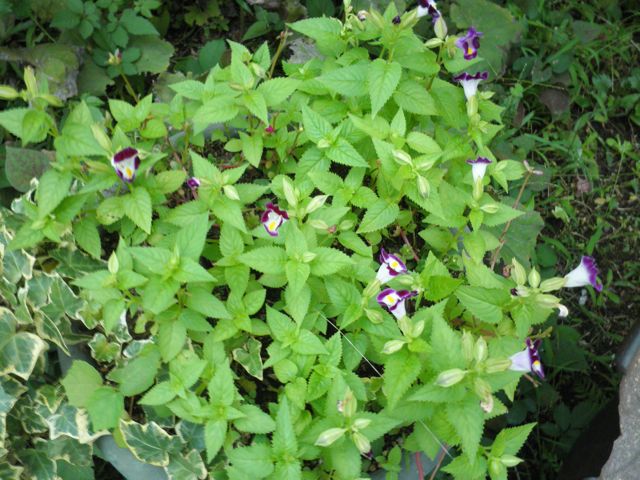 f0130894_20102910.jpg