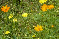 f0221708_111275.jpg