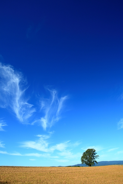 c0146510_1863995.jpg