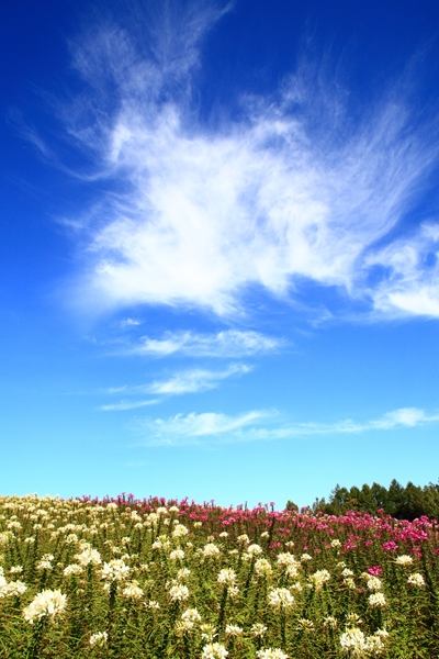 c0146510_189638.jpg