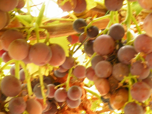 c0127617_13312582.jpg