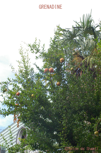a0169924_2313184.jpg