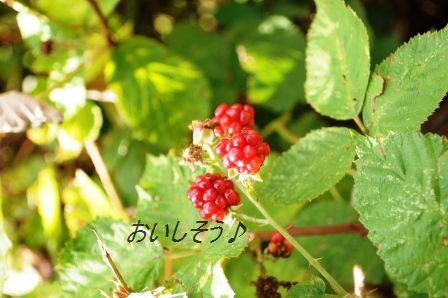 d0104926_4293551.jpg