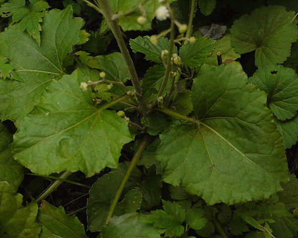d0091754_20512472.jpg