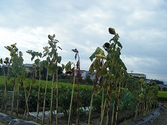 a0026567_9232711.jpg