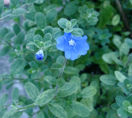 a0031000_1629641.jpg