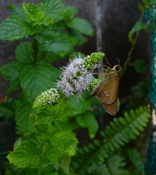 a0031000_16393990.jpg